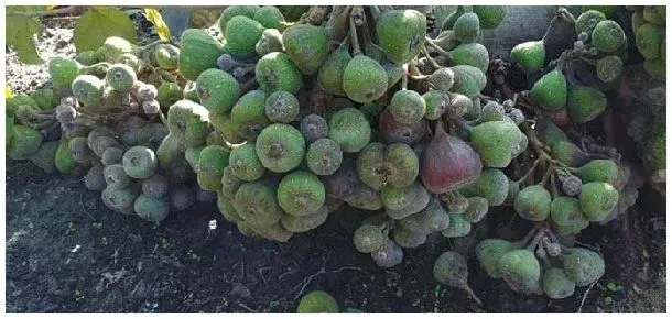 木瓜榕和无花果的区别 | 农业问题