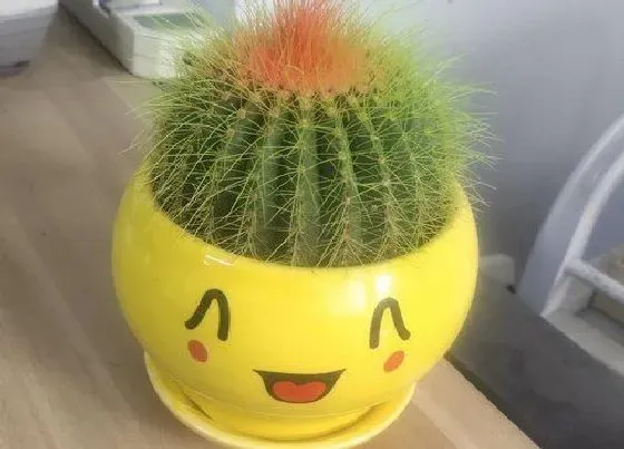 植物常识问题|仙人球花谢后怎么养护