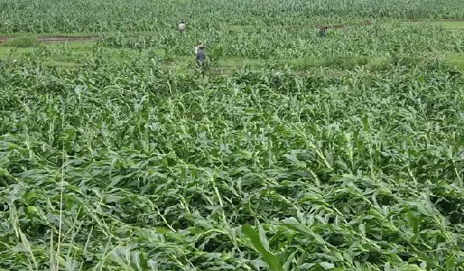 植物常识问题|夏季玉米倒伏是什么原因造成的（防止玉米倒伏现象措施）