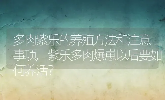 多肉紫乐的养殖方法和注意事项,紫乐多肉爆崽以后要如何养活？ | 养殖常见问题