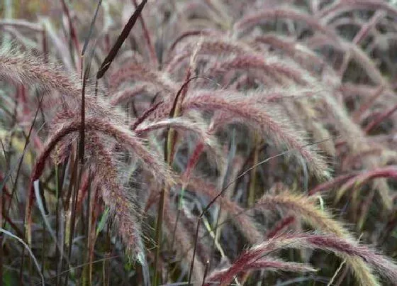 植物常识问题|狼尾草品种分类及图片 属于什么植物种类