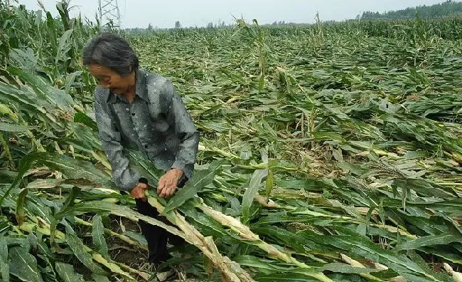 植物常识问题|夏季玉米倒伏是什么原因造成的（防止玉米倒伏现象措施）