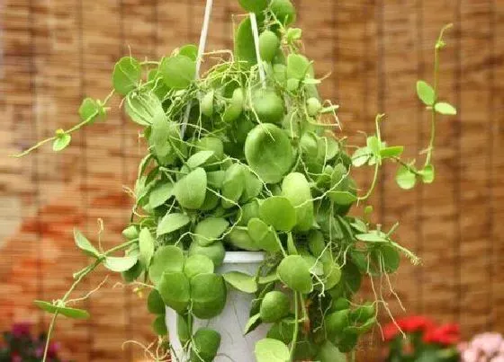 植物常识问题|玉荷包吊兰如何栽种