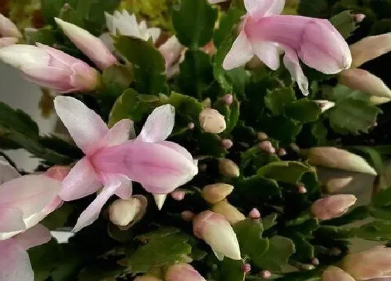植物常识问题|蟹爪兰不长新芽是什么原因造就的