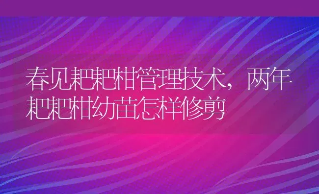 春见耙耙柑管理技术,两年耙耙柑幼苗怎样修剪 | 养殖常见问题