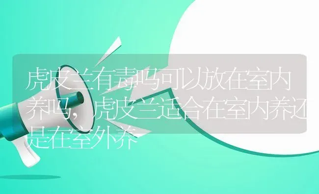虎皮兰有毒吗可以放在室内养吗,虎皮兰适合在室内养还是在室外养 | 养殖常见问题