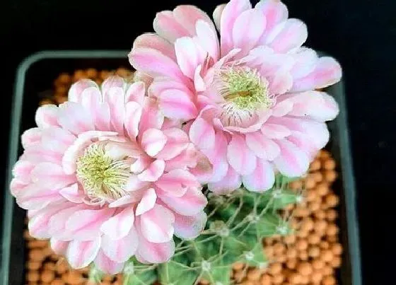 植物常识问题|仙人球花谢后怎么养护