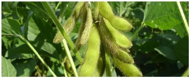 巴西大豆生产的有利自然条件 | 三农问答