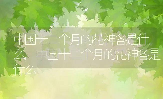 中国十二个月的花神各是什么,中国十二个月的花神各是什么 | 养殖常见问题
