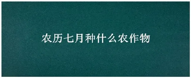 农历七月种什么农作物 | 科普知识