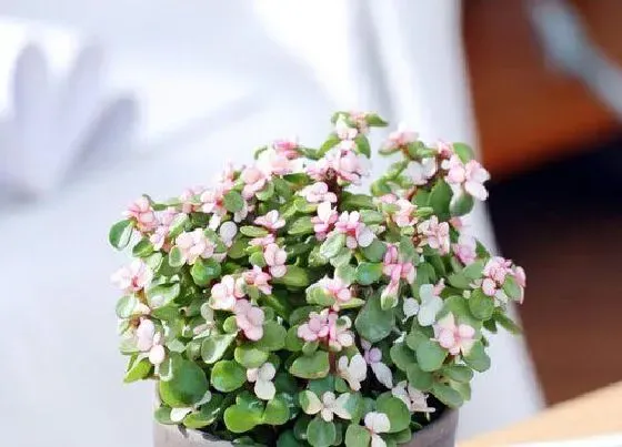 植物常识问题|金枝玉叶出现黄叶该怎么进行解决