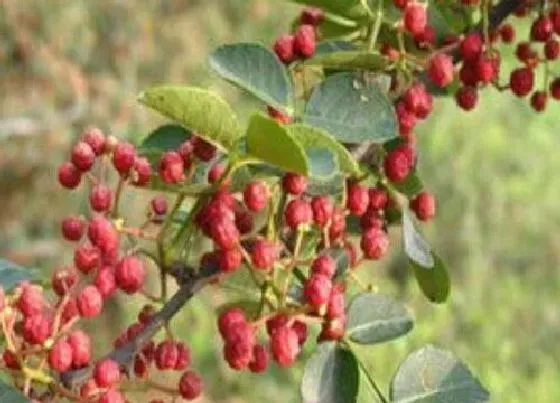 植物常识问题|花椒树什么时候栽最好 花椒树苗几月份移栽合适