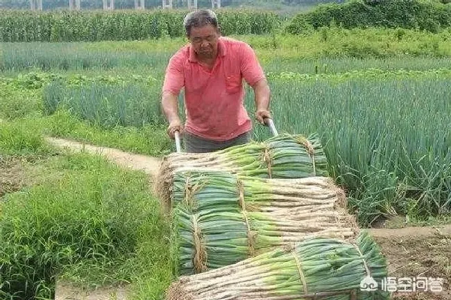 植物常识问题|大葱的软腐病要怎样防治（大葱软腐病症状病因及防治方法）