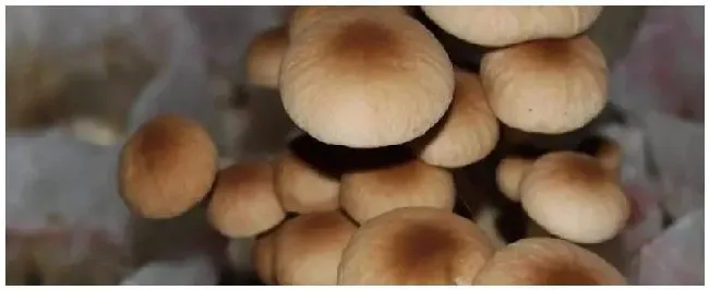 茶树菇种植方法种植前景和利润如何 | 生活常识