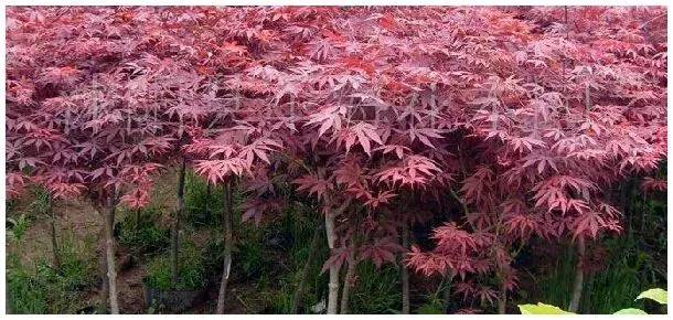 哪些花木不能打矮壮素 | 农业答疑