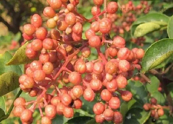 植物常识问题|花椒树什么时候栽最好 花椒树苗几月份移栽合适