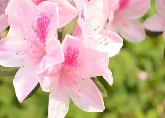 植物常识问题|花卉品种