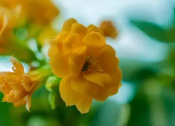 植物常识问题|长寿花有哪些促花神药