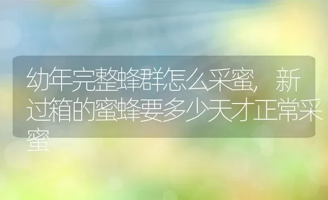 幼年完整蜂群怎么采蜜,新过箱的蜜蜂要多少天才正常采蜜 | 养殖常见问题