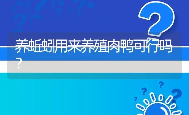 养蚯蚓用来养殖肉鸭可行吗? | 养殖问题解答