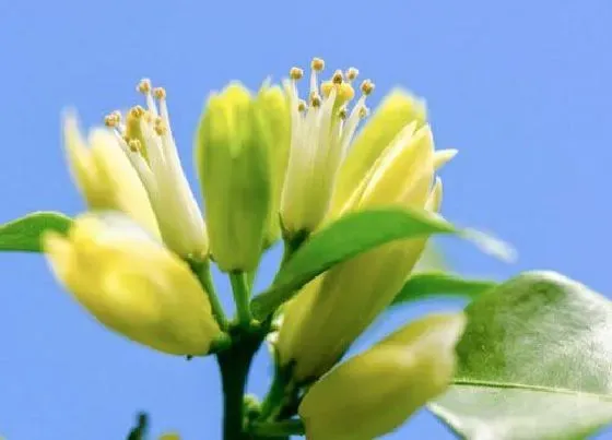 植物常识问题|秋季七里香正确的修剪方法