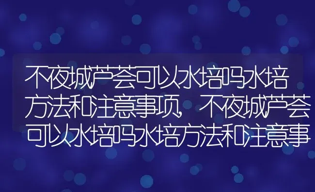 不夜城芦荟可以水培吗水培方法和注意事项,不夜城芦荟可以水培吗水培方法和注意事项 | 养殖常见问题