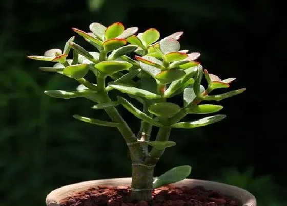 植物常识问题|家里客厅适合养的4种懒人树