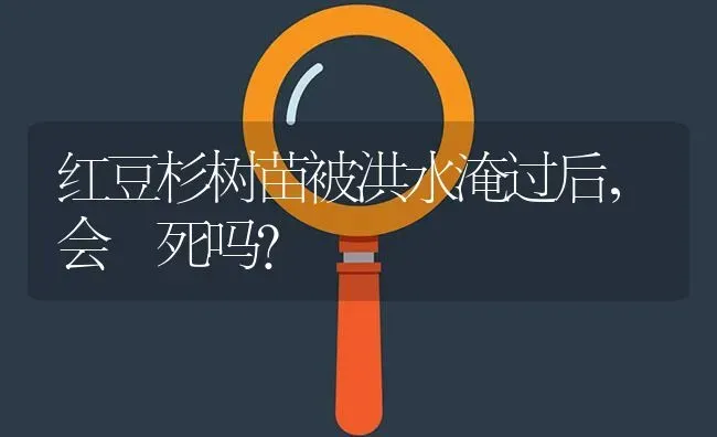 红豆杉树苗被洪水淹过后,会 死吗? | 养殖问题解答