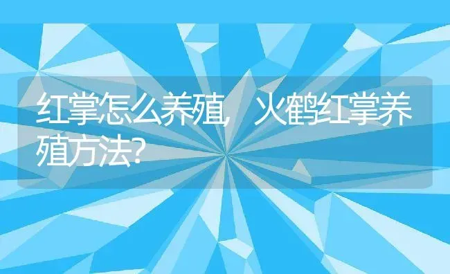 红掌怎么养殖,火鹤红掌养殖方法？ | 养殖常见问题