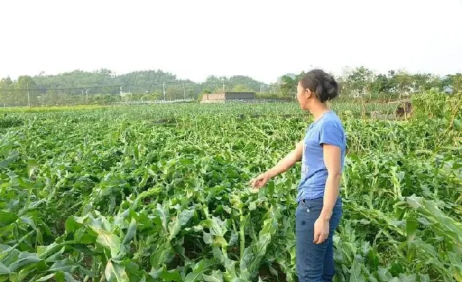 植物常识问题|夏季玉米倒伏是什么原因造成的（防止玉米倒伏现象措施）