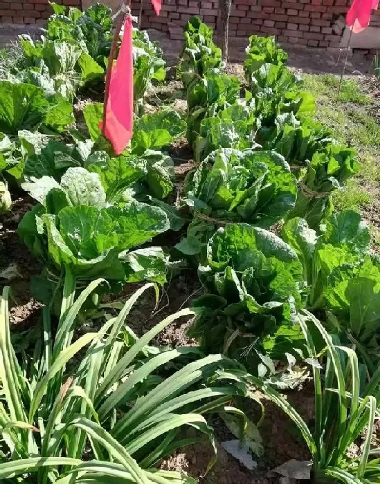 植物常识问题|霜降后大白菜的管理技术与方法（霜降大白菜还能生长吗）