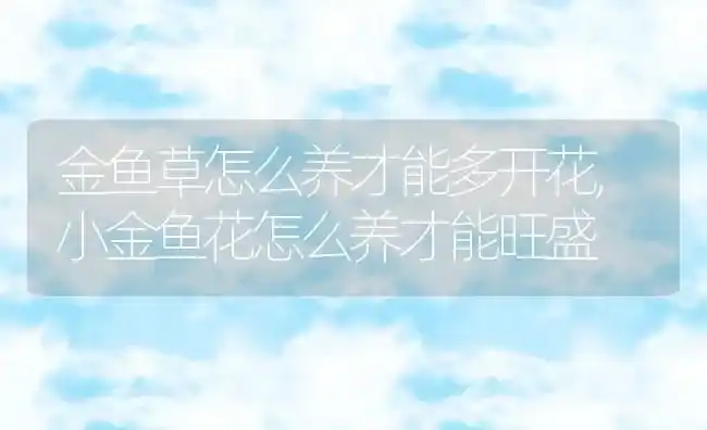 金鱼草怎么养才能多开花,小金鱼花怎么养才能旺盛 | 养殖常见问题