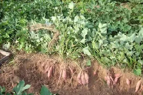 植物常识问题|红薯成熟期薯块腐烂什么原因（收红薯时薯块腐烂什么病）