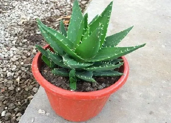 植物常识问题|芦荟怎么养护开花  有哪些妙招