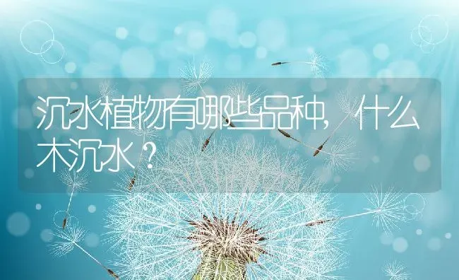 沉水植物有哪些品种,什么木沉水？ | 养殖常见问题