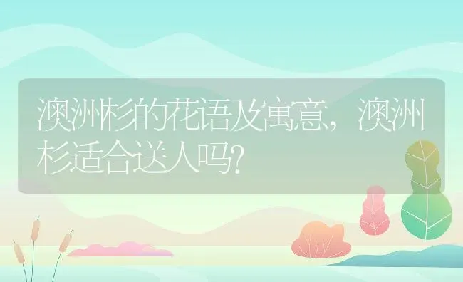 澳洲杉的花语及寓意,澳洲杉适合送人吗？ | 养殖常见问题