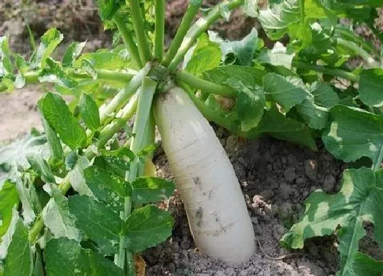 植物常识问题|种的萝卜苗追什么肥比较好（种萝卜应该施加什么肥料）
