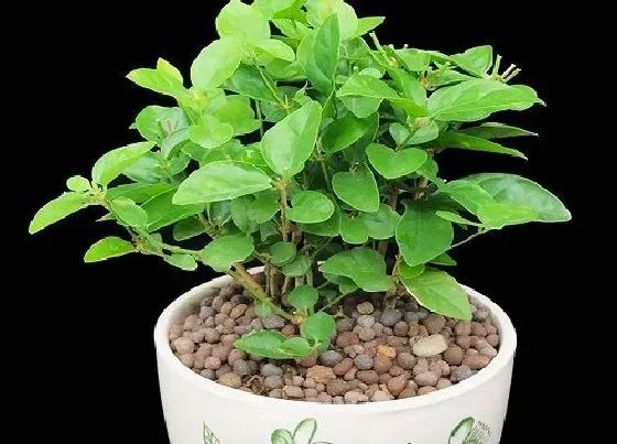 植物常识问题|茉莉花如何换盆避免干枯死亡