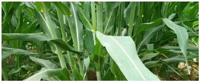 甜高粱牧草适合在哪些地区种植 | 科普知识