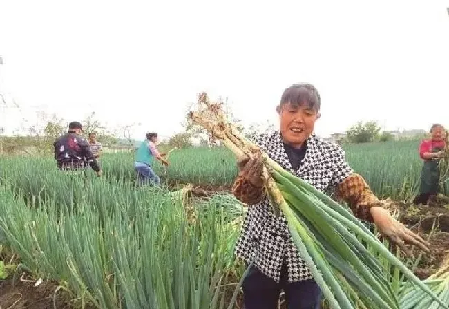 植物常识问题|大葱的软腐病要怎样防治（大葱软腐病症状病因及防治方法）