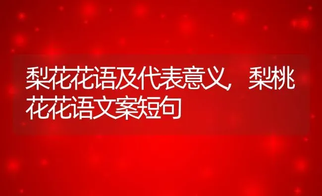 梨花花语及代表意义,梨桃花花语文案短句 | 养殖常见问题