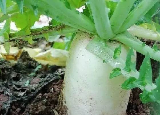 植物常识问题|种的萝卜苗追什么肥比较好（种萝卜应该施加什么肥料）