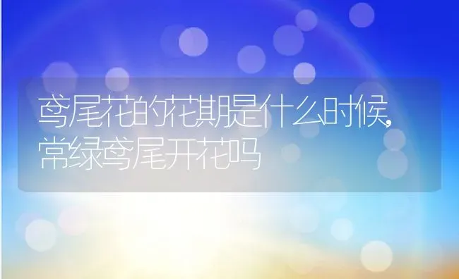 鸢尾花的花期是什么时候,常绿鸢尾开花吗 | 养殖常见问题