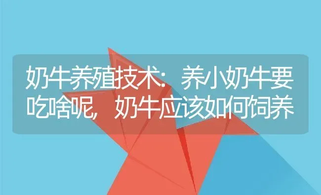 奶牛养殖技术:养小奶牛要吃啥呢,奶牛应该如何饲养 | 养殖常见问题