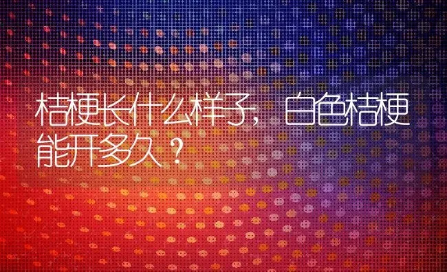 桔梗长什么样子,白色桔梗能开多久？ | 养殖常见问题