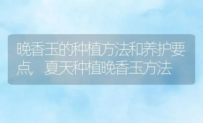 晚香玉的种植方法和养护要点,夏天种植晚香玉方法 | 养殖常见问题