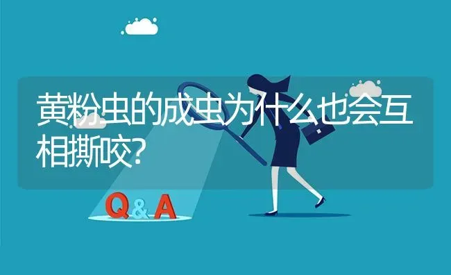 黄粉虫的成虫为什么也会互相撕咬? | 养殖问题解答