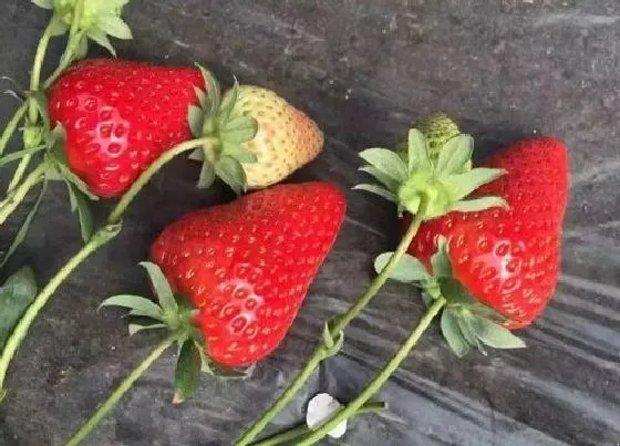 植物常识问题|红颜草莓品种简介 红颜草莓是哪里产的，产量多少