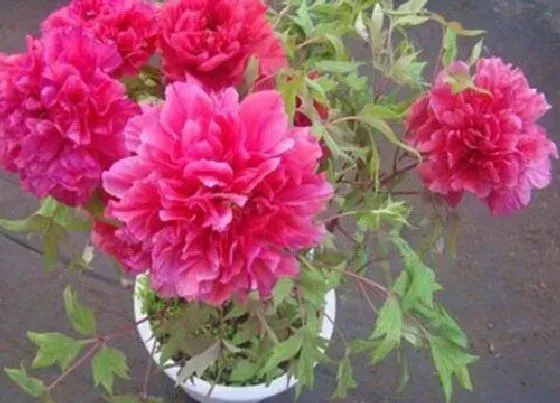 植物常识问题|牡丹花长什么样子