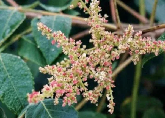 植物常识问题|五倍子花的功效与作用 采花酿蜂蜜的蜜粉源